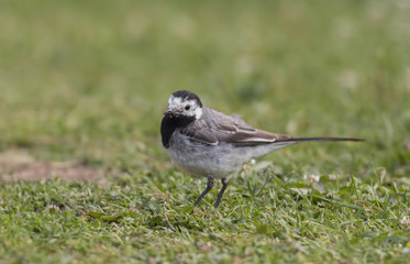 Wagtail walking on a green lawn in the spring