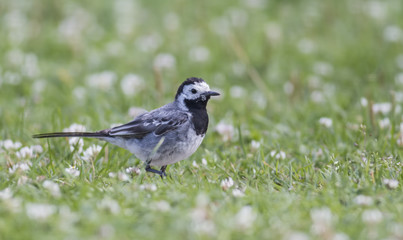 Wagtail walking on a green lawn in the spring