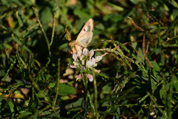 Brown butterfly with green eyes Springbrook State Park, Iowa