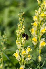 Bumblebee on yellow flower, macor photo