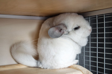 Obraz premium Cute chinchilla of white color is sitting in its house on a wooden shelf near to lattice.