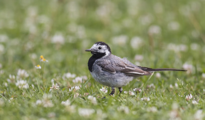 Wagtail walking on a green lawn in the spring