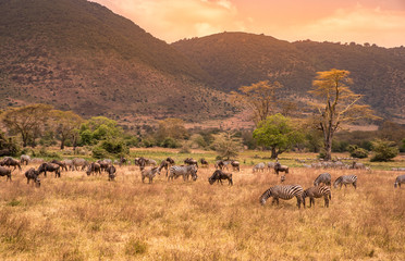 Landscape of Ngorongoro crater -  herd of zebra and wildebeests (also known as gnus) grazing on...