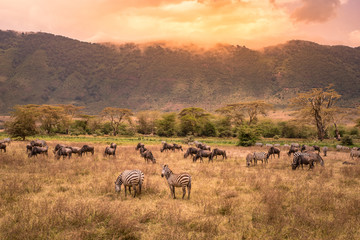 Landscape of Ngorongoro crater -  herd of zebra and wildebeests (also known as gnus) grazing on grassland  -  wild animals at sunset - Ngorongoro Conservation Area, Tanzania, Africa - obrazy, fototapety, plakaty