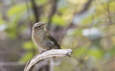 Common Chiffchaff sitting on the branch