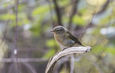 Common Chiffchaff sitting on the branch