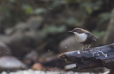 Dipper sitting on a stone