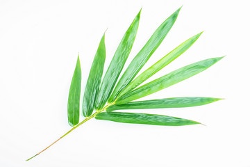 Green bamboo leaves