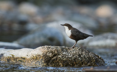 Dipper sitting on a stone