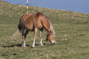 Fototapeta na wymiar Horses in mountain pasture, Balkan mountain, Bulgaria