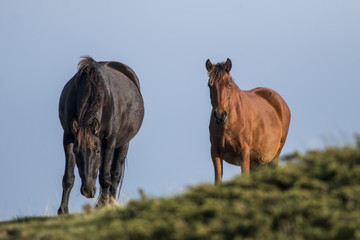 Obraz premium Horses in mountain pasture, Balkan mountain, Bulgaria