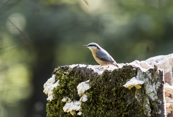 Eurasian nuthatch 