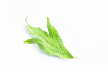 Obraz premium Fresh Chinese herbal medicine