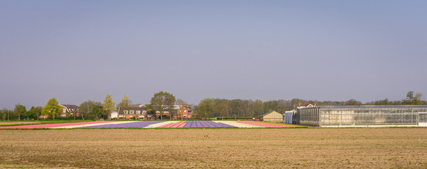 Fototapeta na wymiar Netherlands,Lisse, a group of people in a field