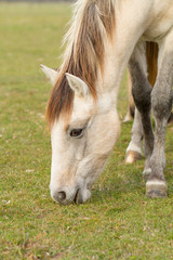Naklejka na ściany i meble horse eat grass in the pasture