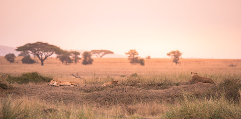 Fototapeta premium Female African Lion (Panthera leo) on top of a hill in Tanzania's Savannah at sunset - Serengeti National Park, Safari in Tanzania