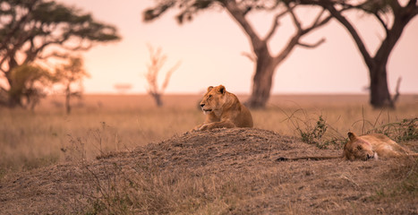Female African Lion (Panthera leo) on top of a hill in Tanzania's Savannah at sunset - Serengeti National Park, Safari in Tanzania - obrazy, fototapety, plakaty
