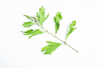 Fresh Chinese herbal medicine