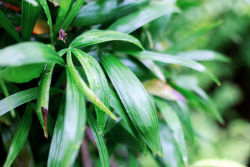 Leaves in rainy season.