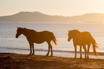 Adult horses and foals graze on the seashore in the morning.