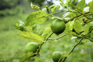 Lemon on tree in rainy season.