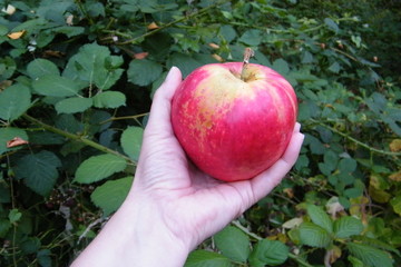 Large King Apple with a small hole in a woman's hand