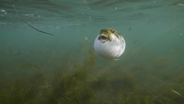 Puffer fish
