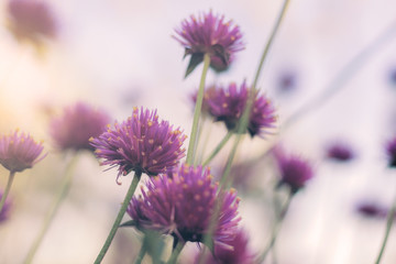 Thistle flower on natural.