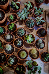 Fototapeta na wymiar Set of house indoor succulent plants and various cactus in different pots. A tray of Succulents. Top view.