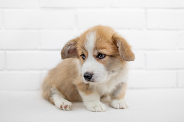 Cute Puppy Welsh Corgi Pembroke on a white background. Portrait of Beautiful puppy dog. Copy space