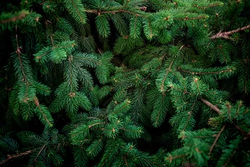 Foto op Aluminium Christmas  Fir tree brunch textured Background. Fluffy pine tree brunch close up. Green spruce © nataliazakharova