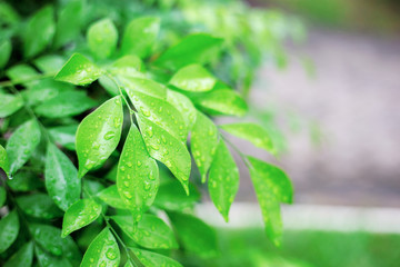 Tree leaves in rainy season.