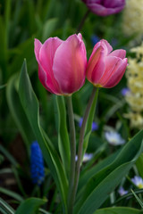 Netherlands,Lisse, a close up of a flower