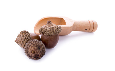 acorns on a white background ,close up