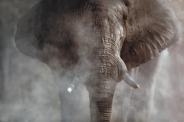 Éléphant d& 39 Afrique incroyable avec de la poussière. Énorme éléphant mâle devant la caméra. Scène de la faune avec un animal dangereux. Grand tusker dans l& 39 habitat naturel. Loxodonta africana.