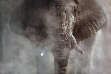 Deurstickers Olifant Geweldige Afrikaanse olifant met stof. Reusachtig olifantsmannetje voor de camera. Wildlife scène met gevaarlijk dier. Grote tusker in de natuurhabitat. Loxodonta africana.