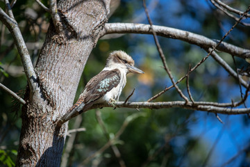Kookaburra