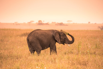 Young African Baby Elephant in the savannah of Serengeti at sunset. Acacia trees on the plains in Serengeti National Park, Tanzania.  Safari trip in Wildlife scene from Africa nature.