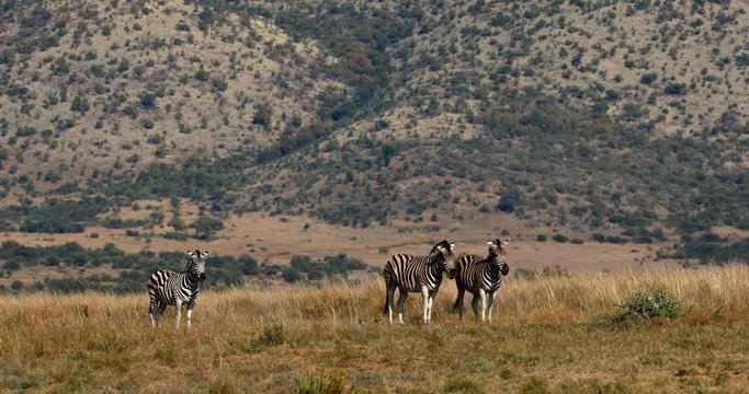 Burchell's zebra in african bush, Pilanesberg, South Africa