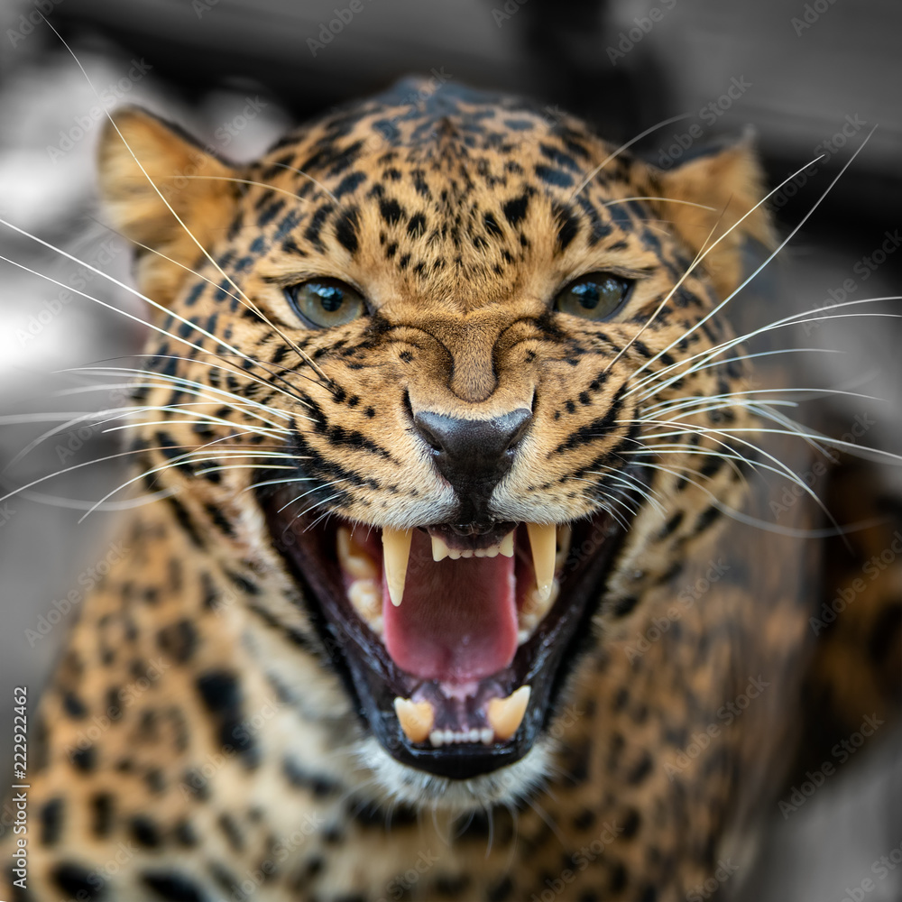 Poster Close up leopard portrait