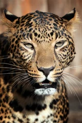 Foto op Canvas Close up leopard portrait © byrdyak
