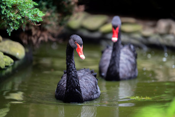 Black swan in lake