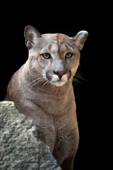 Foto auf Acrylglas Puma Porträt eines Pumas, Berglöwen, Pumas