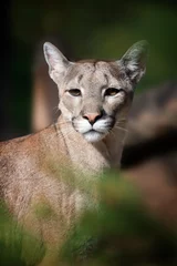 Abwaschbare Fototapete Puma Porträt eines Pumas, Berglöwen, Pumas