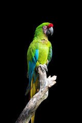 Naklejka premium Parrot bird (Severe Macaw) sitting on the branch
