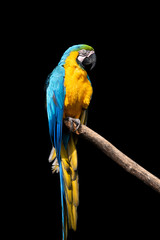 Fototapeta premium Papuga ptak (surowa ara) siedzi na gałęzi