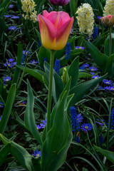 Netherlands,Lisse, a vase filled with purple flowers