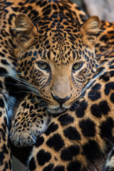 Close up leopard portrait