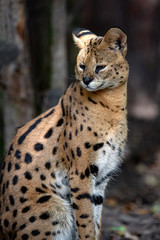 Naklejka na ściany i meble Young serval cat (Felis serval)