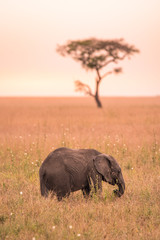 Fototapeta premium Young African Baby Elephant in the savannah of Serengeti at sunset. Acacia trees on the plains in Serengeti National Park, Tanzania. Safari trip in Wildlife scene from Africa nature.